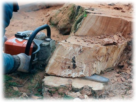 Tree Felling Joburg, JHB, Johannesburg Tree Fellers, Dangerous Tree Removal, Tree Trimming, Stump Removal, Visit http://www.treefellingjoburg.co.za
